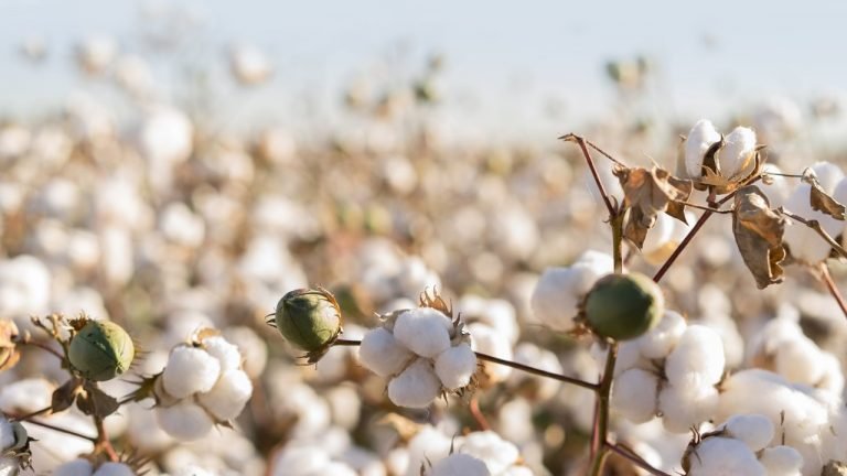 Algodão: Produtores entram com pedido de anulação de patente de semente da Bayer Algodão: Produtores entram com pedido de anulação de patente de semente da Bayer