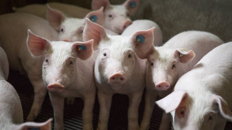 BRF: peste suína africana deve influenciar perspectiva de preço de proteínas BRF: peste suína africana deve influenciar perspectiva de preço de proteínas