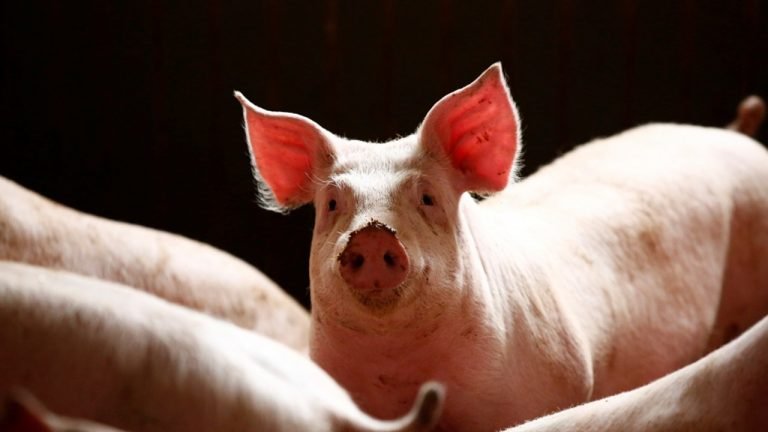 Peste suína: USDA intensifica medidas para prevenção da doença nos EUA Peste suína: USDA intensifica medidas para prevenção da doença nos EUA