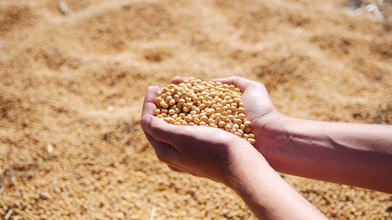 Profissionais e autoridades acadêmicas debatem novas soluções e manejos em nutrição e fisiologia de plantas Profissionais e autoridades acadêmicas debatem novas soluções e manejos em nutrição e fisiologia de plantas