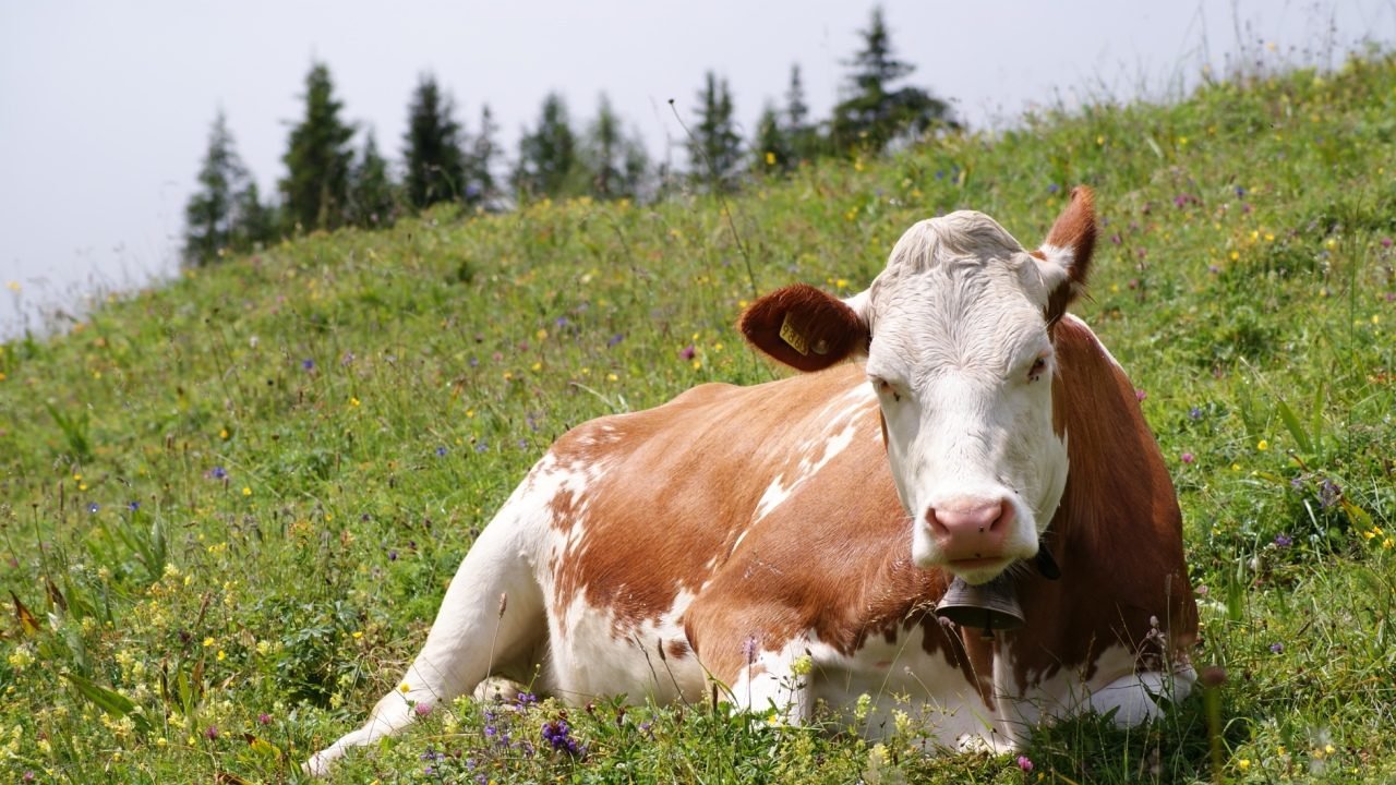 Diarreia Viral Bovina (BVD): Como a Europa está tentando erradicar a doença Diarreia Viral Bovina (BVD): Como a Europa está tentando erradicar a doença