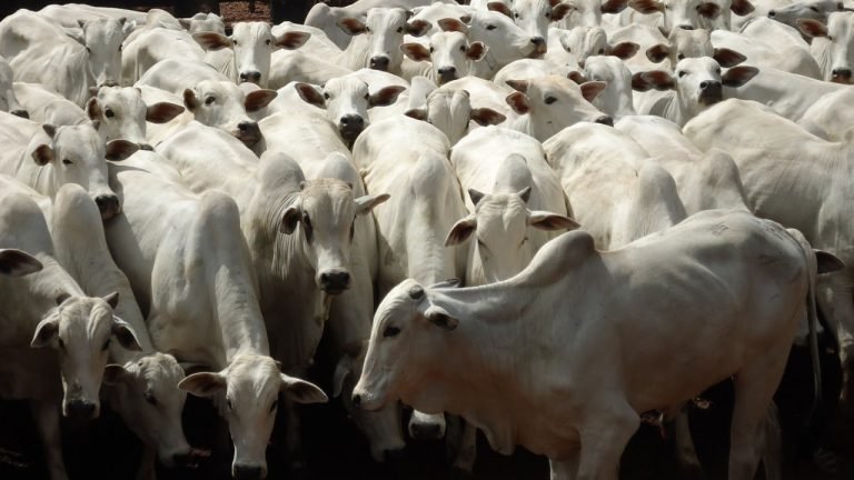 Friboi faz parceria e adota Protocolo Nelore Natural nas unidades Friboi faz parceria e adota Protocolo Nelore Natural nas unidades