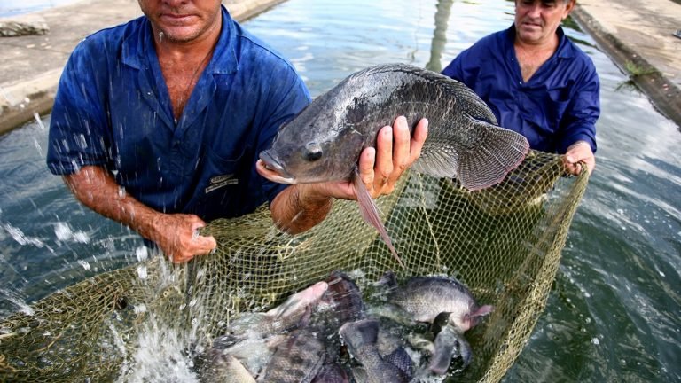 Centro de inteligência e mercado em aquicultura reúne informações da área Centro de inteligência e mercado em aquicultura reúne informações da área