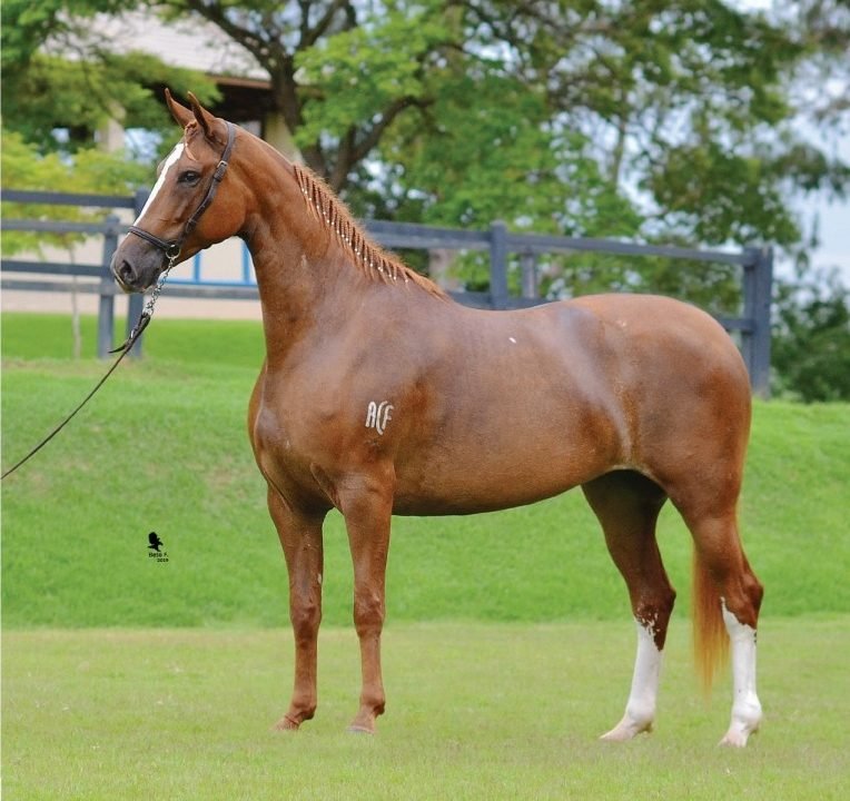 Leilão Haras Tarlim será neste sábado Leilão Haras Tarlim será neste sábado