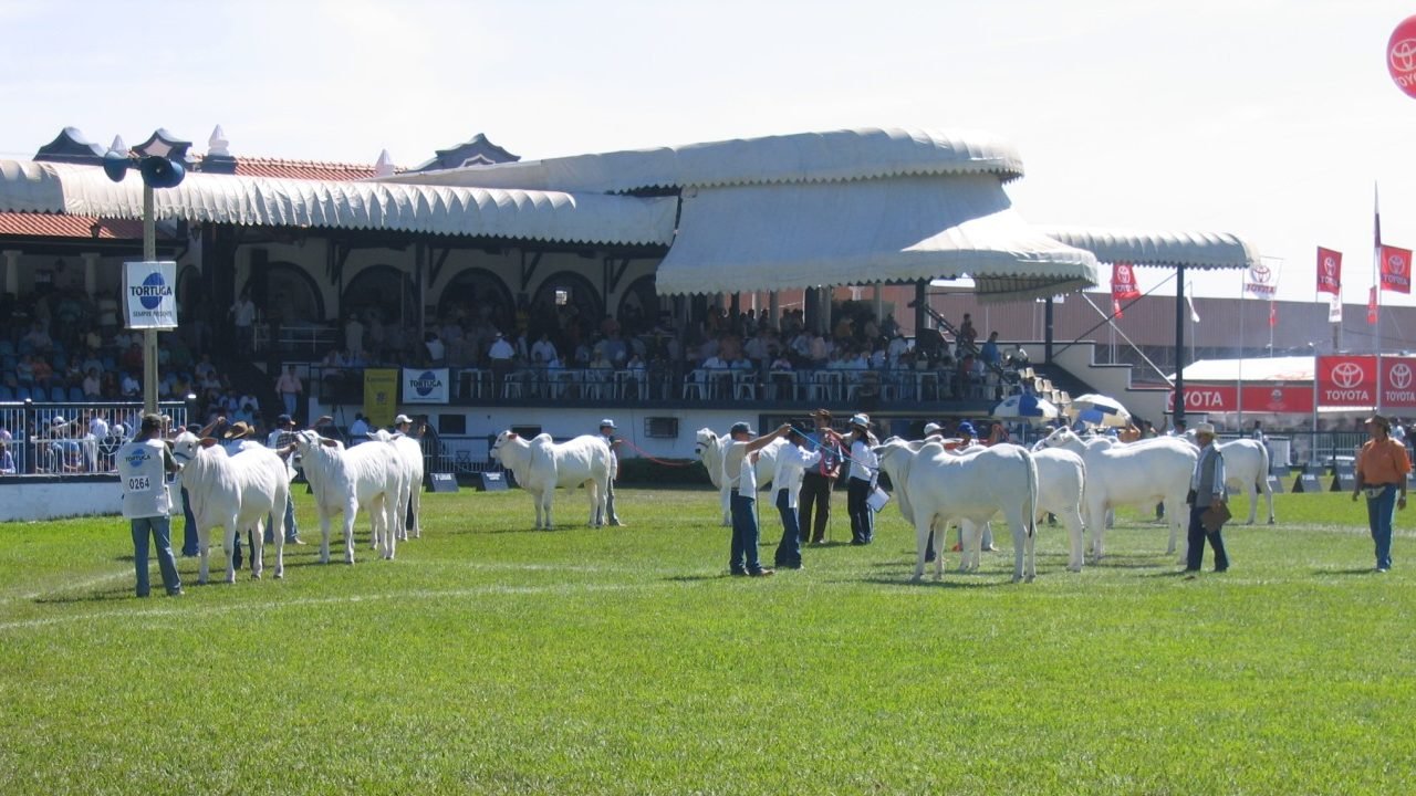 Expozebu 2019 vai comemorar os 100 anos da ABCZ Expozebu 2019 vai comemorar os 100 anos da ABCZ