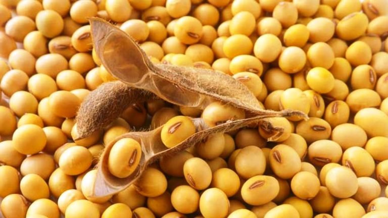 USDA prevê área menor de soja nos EUA em 2019/20 USDA prevê área menor de soja nos EUA em 2019/20