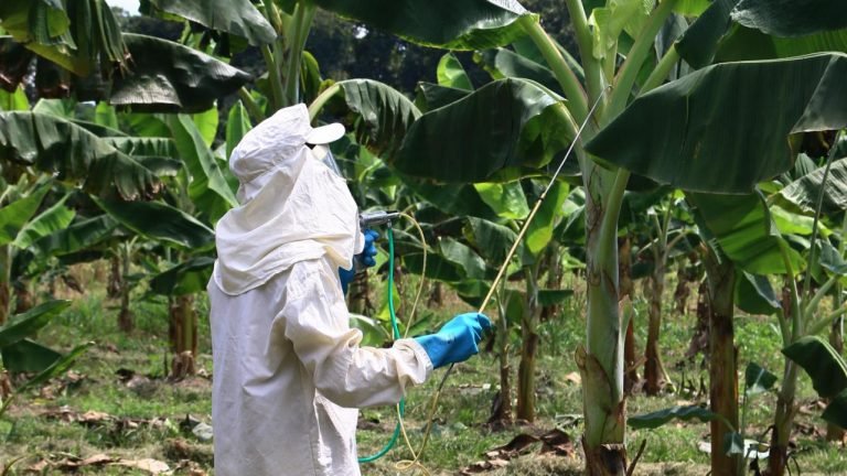 Produtor gastou R$ 8,3 bilhões com fungicidas em 2016/17, diz Cepea Produtor gastou R$ 8,3 bilhões com fungicidas em 2016/17, diz Cepea