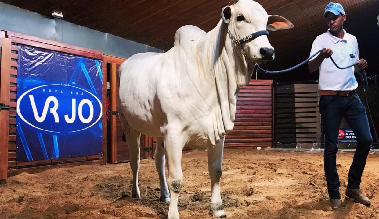Leilões da ExpoZebu 2019 já movimentaram cerca de R$26 milhões Leilões da ExpoZebu 2019 já movimentaram cerca de R$26 milhões