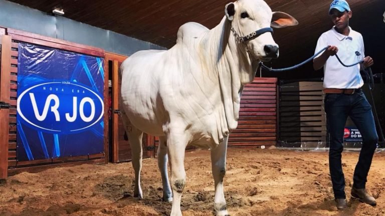 Leilões da ExpoZebu 2019 já movimentaram cerca de R$26 milhões Leilões da ExpoZebu 2019 já movimentaram cerca de R$26 milhões