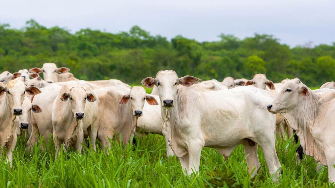 AGRISHOW 2019 já proporciona bons negócios ao fabricantes de produtos para pecuária AGRISHOW 2019 já proporciona bons negócios ao fabricantes de produtos para pecuária