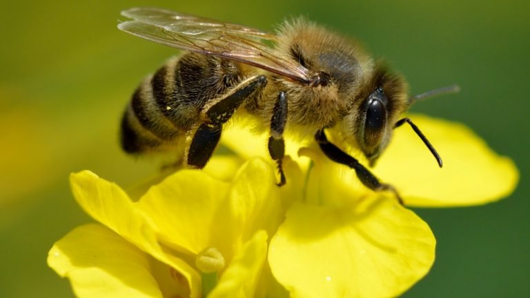 Revisão periódica no apiário é fundamental para a saúde do apicultor e das colônias de abelhas africanizadas Revisão periódica no apiário é fundamental para a saúde do apicultor e das colônias de abelhas africanizadas