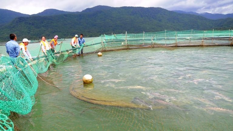 Consórcio intercontinental vai pesquisar aquicultura ao redor do Atlântico Consórcio intercontinental vai pesquisar aquicultura ao redor do Atlântico
