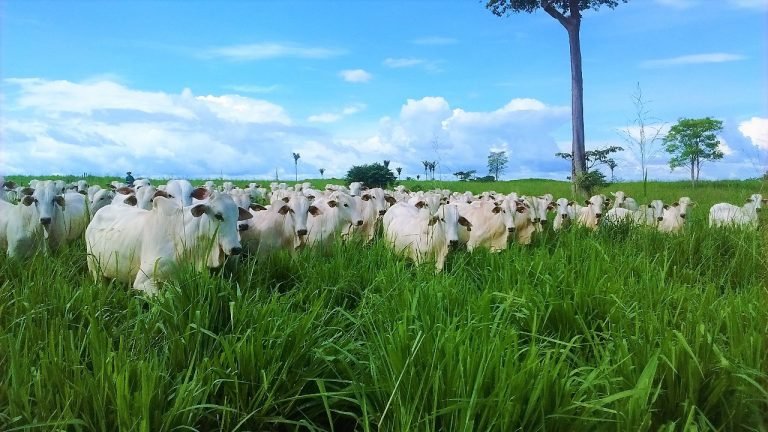 Friboi assina acordo para promover pecuária sustentável no Médio Vale do Araguaia, em Mato Grosso Friboi assina acordo para promover pecuária sustentável no Médio Vale do Araguaia, em Mato Grosso