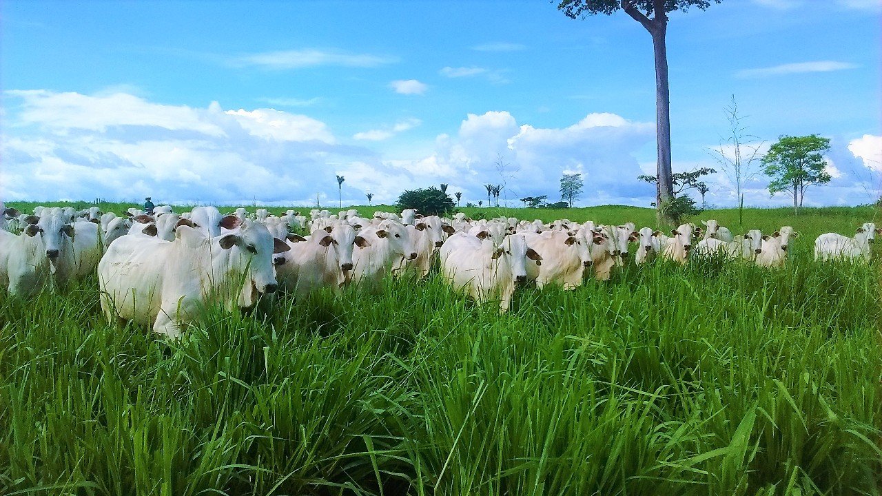 Marfrig lança títulos vinculados à sustentabilidade Marfrig lança títulos vinculados à sustentabilidade