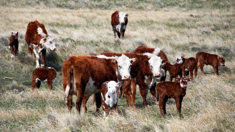 Governo publica novas normas para importação de animais e genética no Mercosul Governo publica novas normas para importação de animais e genética no Mercosul