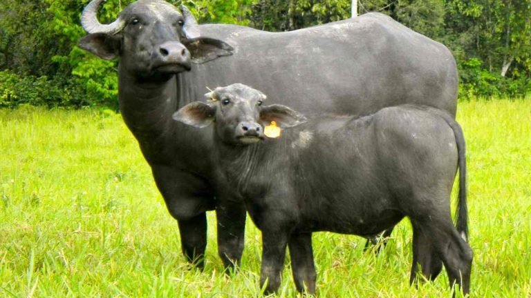 Búfalo Dourado lança o primeiro iogurte Grego 0% lactose produzido exclusivamente com leite de búfala Búfalo Dourado lança o primeiro iogurte Grego 0% lactose produzido exclusivamente com leite de búfala
