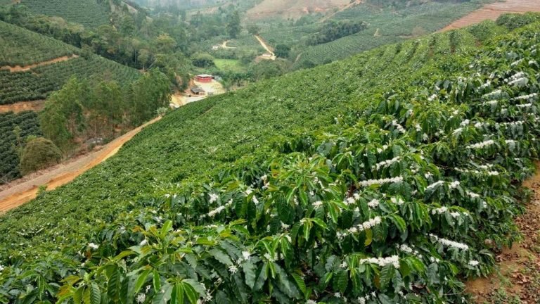 INTL FCStone: efeito da geada em cafezais ainda pode influenciar preço INTL FCStone: efeito da geada em cafezais ainda pode influenciar preço