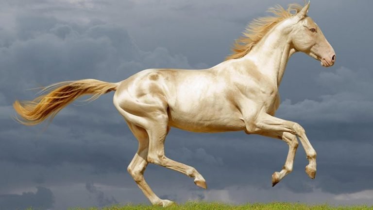 O incrível cavalo dourado da Ásia O incrível cavalo dourado da Ásia