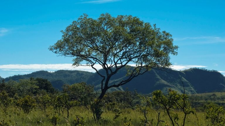 Estudo mostra grau de implementação do Código Florestal no Brasil Estudo mostra grau de implementação do Código Florestal no Brasil