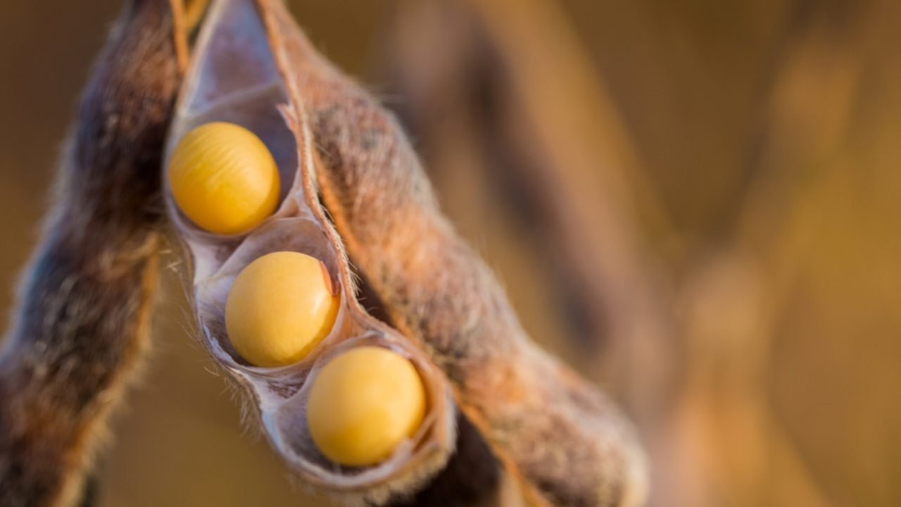 Crédito: SLC Agrícola-Divulgação Crédito: SLC Agrícola-Divulgação