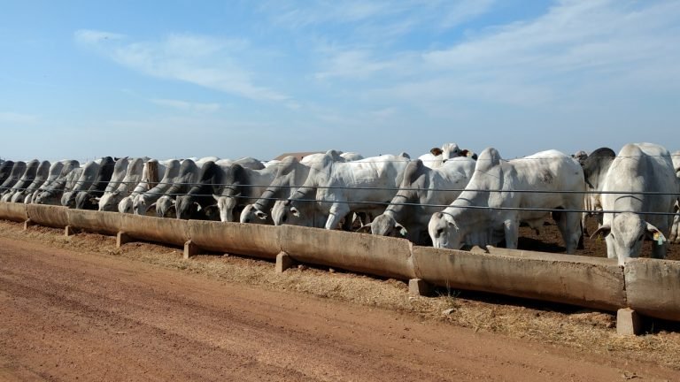 Nutrição animal: indústria deve crescer 2,5% na América Latina em 2019 Nutrição animal: indústria deve crescer 2,5% na América Latina em 2019