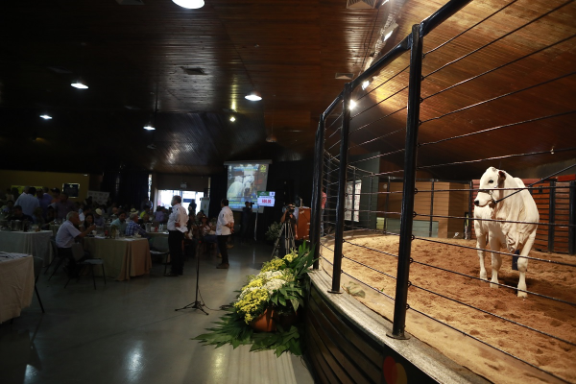 Leilões da ExpoGenética 2019 já movimentaram quase R$7 milhões de reais Leilões da ExpoGenética 2019 já movimentaram quase R$7 milhões de reais