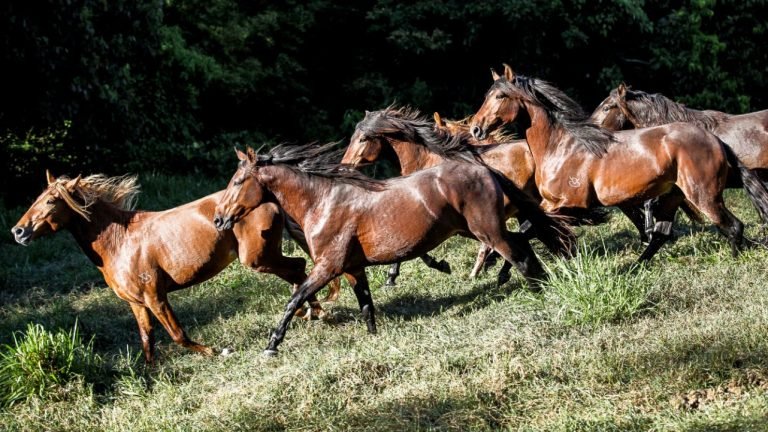 Bem-Estar Equestre é foco de dia de campo do haras das 8 Virtudes Bem-Estar Equestre é foco de dia de campo do haras das 8 Virtudes