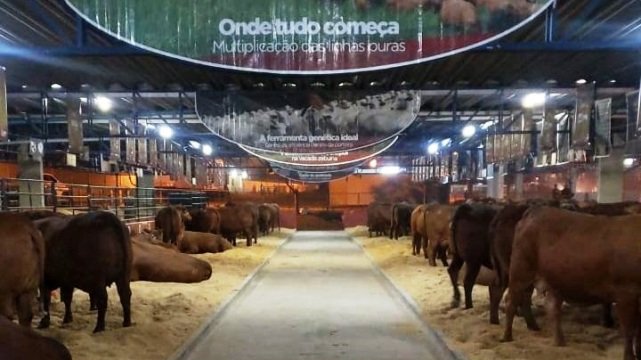 Lançamento do 1º Sumário Genômico e curso para criadores marcam o 3º Mega Encontro do Senepol Lançamento do 1º Sumário Genômico e curso para criadores marcam o 3º Mega Encontro do Senepol