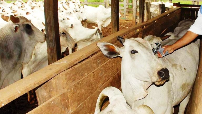 Aftosa: São Paulo espera vacinar 4,5 milhões de bovinos e bubalinos em novembro Aftosa: São Paulo espera vacinar 4,5 milhões de bovinos e bubalinos em novembro