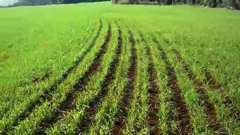 Chuva não deve comprometer produção de trigo, diz Fecoagro-RS Chuva não deve comprometer produção de trigo, diz Fecoagro-RS