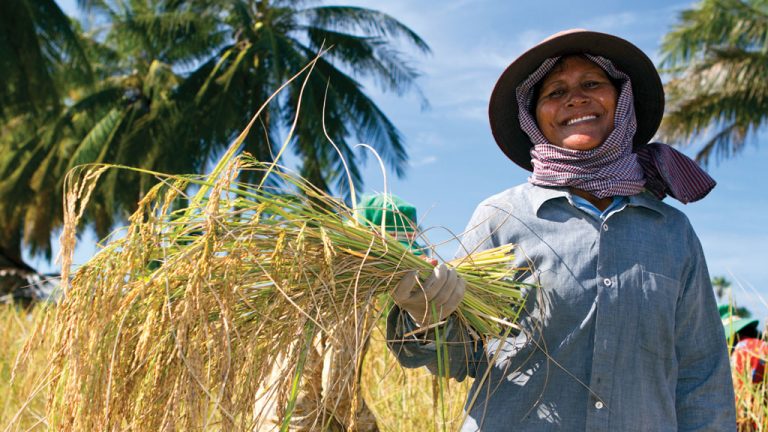 A VOZ DA EXPERIÊNCIA No Camboja, quase 80% da população trabalham em arrozais. São cerca de 12 milhões de pessoas dedicadas a essa cultura milenar, tão forte em toda a Ásia. Nesse universo, as mulheres têm atuação fundamental. Especialmente, as mais velhas, que passam seus conhecimentos aos jovens 