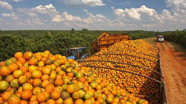 Crédito: CitrusBR / Divulgação Crédito: CitrusBR / Divulgação
