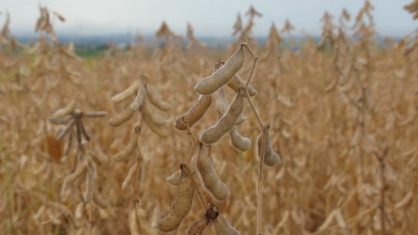 EUA vendem 904,3 mil t de soja da safra 2019/20 na semana, diz USDA