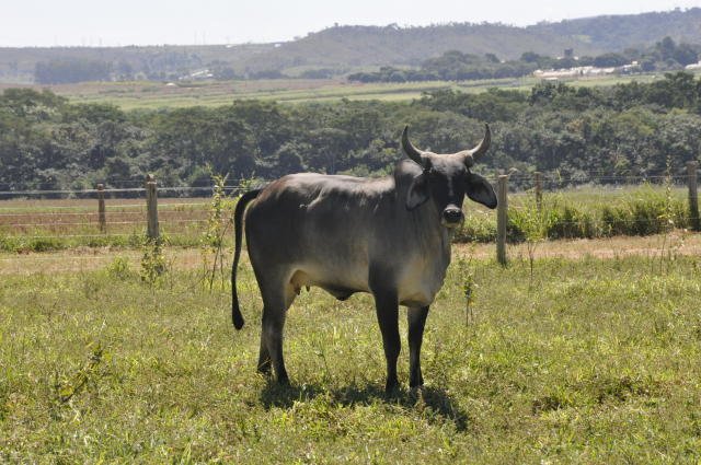 Preço do bezerro alcança recorde da série histórica, diz Cepea Preço do bezerro alcança recorde da série histórica, diz Cepea