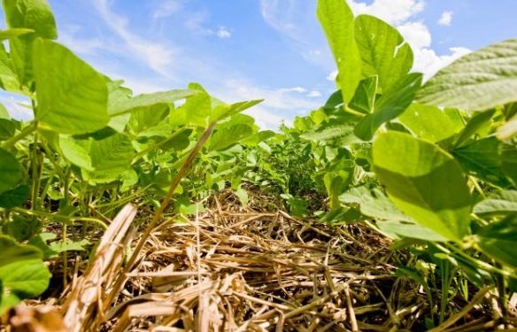 Puxado por soja, PIB agropecuário pode crescer entre 3,4% e 4,1%, diz Ipea Puxado por soja, PIB agropecuário pode crescer entre 3,4% e 4,1%, diz Ipea