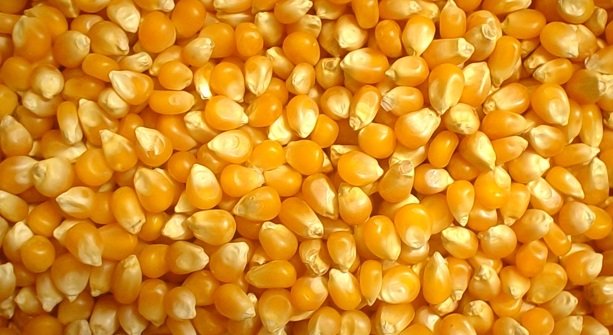 Crédito: Arquivo/Agência Brasil Crédito: Arquivo/Agência Brasil