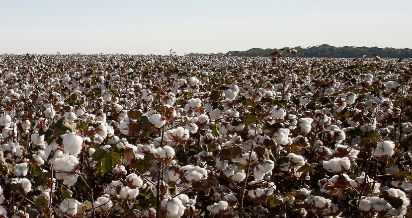 Preço do algodão é o menor desde julho de 2019 - Dinheiro Rural