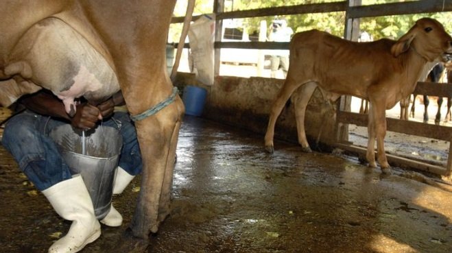 Crédito: Arquivo/Agência Brasil Crédito: Arquivo/Agência Brasil