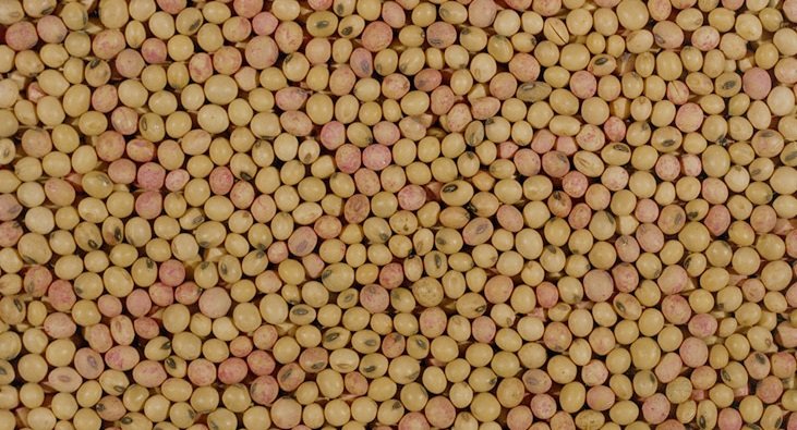 Crédito: Reprodução/USDA Crédito: Reprodução/USDA