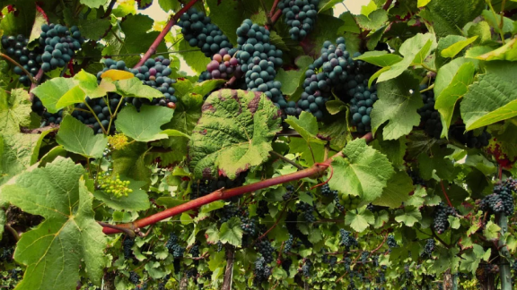 Aurora exporta 87% mais suco de uva e prevê dobrar volume de não alcoólicas Aurora exporta 87% mais suco de uva e prevê dobrar volume de não alcoólicas
