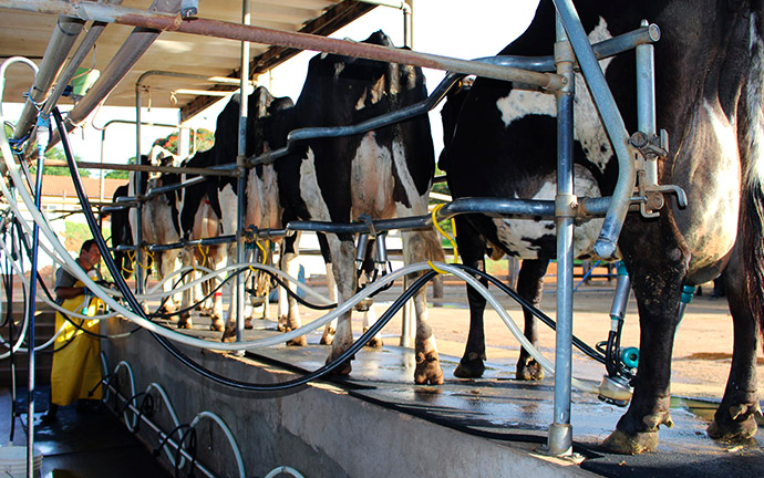 Crédito: Arquivo / Embrapa Crédito: Arquivo / Embrapa