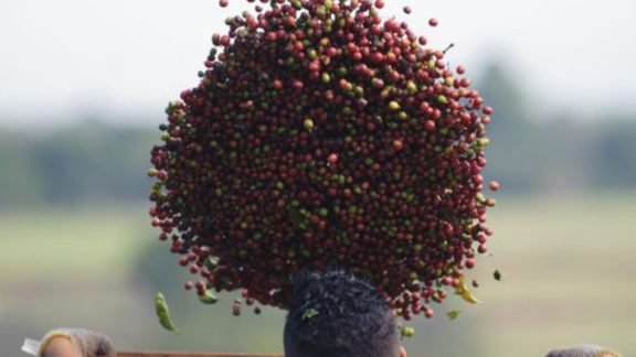 Valor Bruto a Produção Agropecuária vai crescer 10% para R$ 742,4 bi Valor Bruto a Produção Agropecuária vai crescer 10% para R$ 742,4 bi