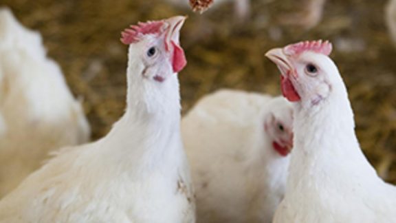 Em abril, exportação total de carne de frango cresce 34,6% em receita, diz ABPA