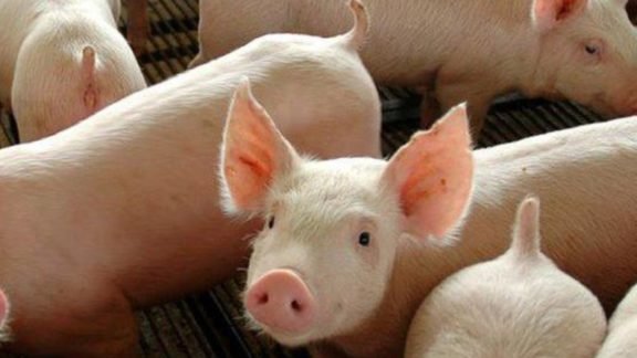 Abate de suínos cresce no 2º trimestre e chega a 12 milhões Abate de suínos cresce no 2º trimestre e chega a 12 milhões
