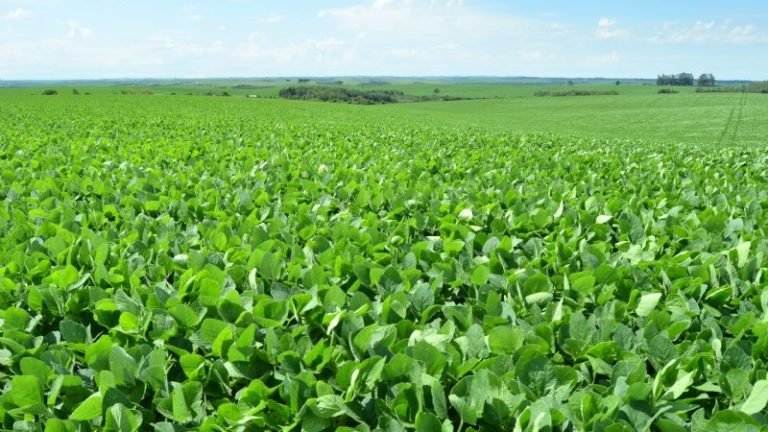 Plantio da safra de soja 2020/21 no País sobe para 87% na semana, diz AgRural Plantio da safra de soja 2020/21 no País sobe para 87% na semana, diz AgRural