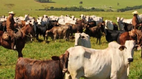 Marfrig recebe recomendação para habilitar planta de Alegrete a exportar para EUA Marfrig recebe recomendação para habilitar planta de Alegrete a exportar para EUA