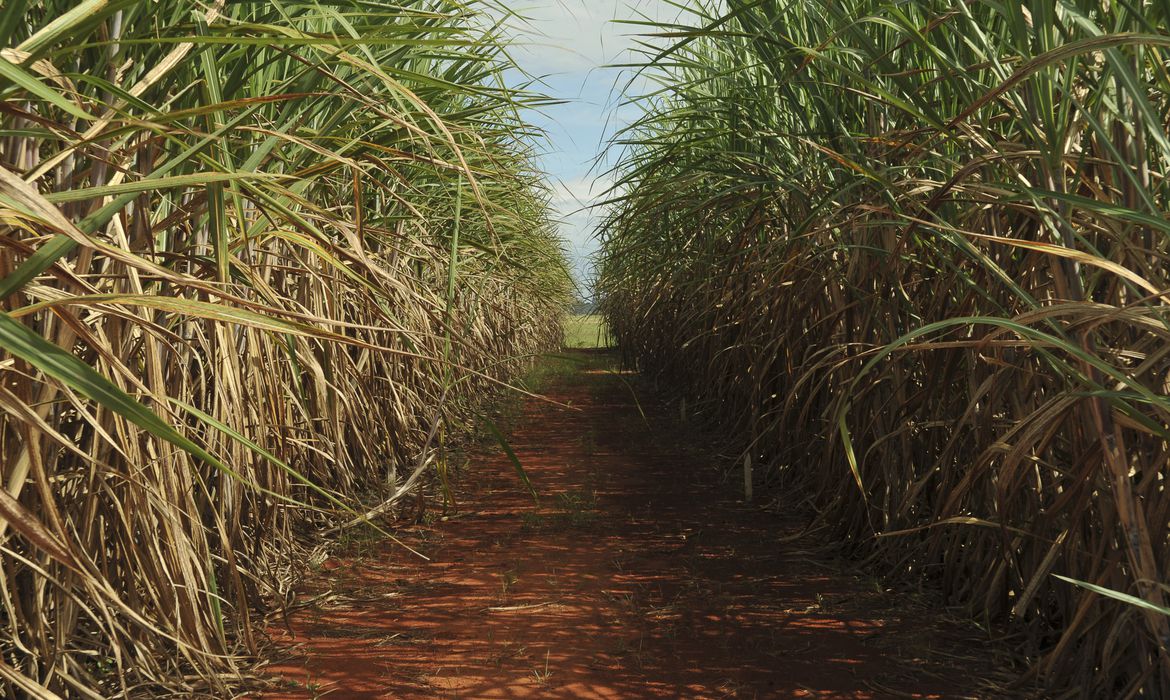 Nesse período, a quantidade de cana-de-açúcar processada pelas usinas atingiu 392,59 milhões de toneladas