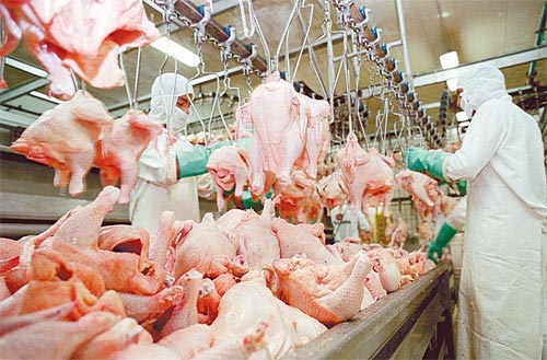 Entre 1º e 24 de novembro o frango inteiro resfriado comercializado no atacado da Grande São Paulo se desvalorizou 9,1%, para R$ 6,96/kg