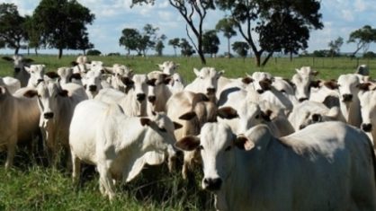 A mais recente foi a possibilidade de exportar fibroblasto bovino para fins de clonagem do Brasil para a Argentina