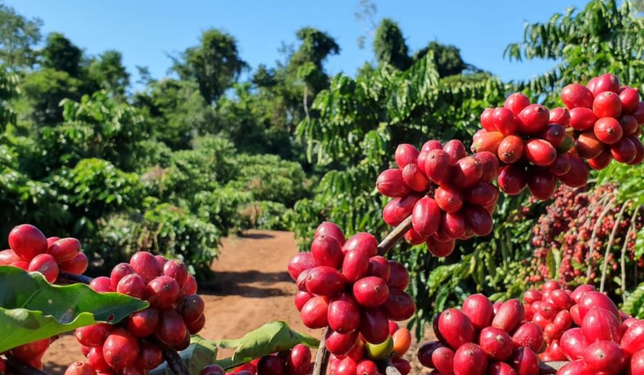 Em área total segurada, a cafeicultura saiu de 165.112 hectares em 2020 para 272.017 hectares em 2021
